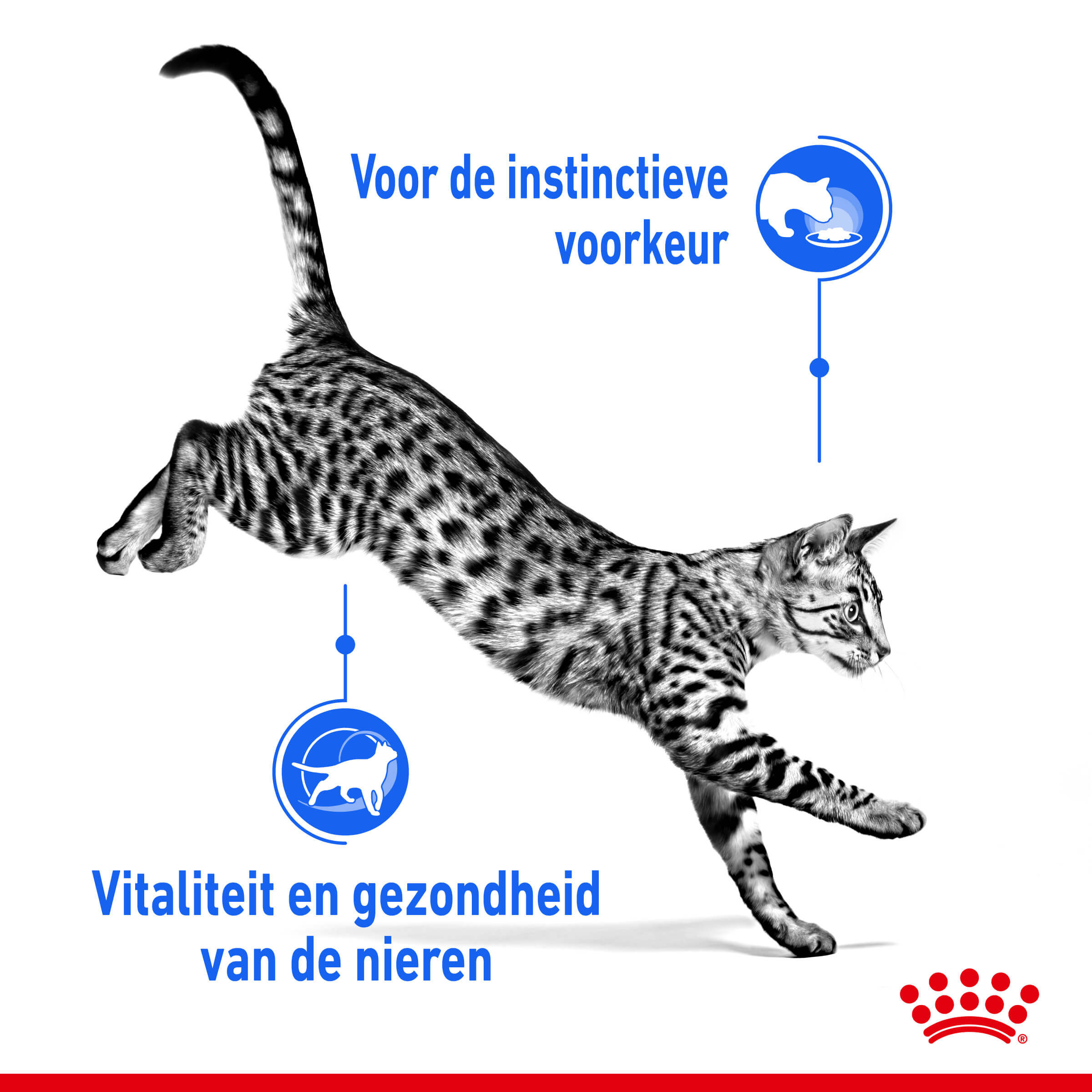 Royal Canin Indoor 7+ Sterilised kattenvoer x12