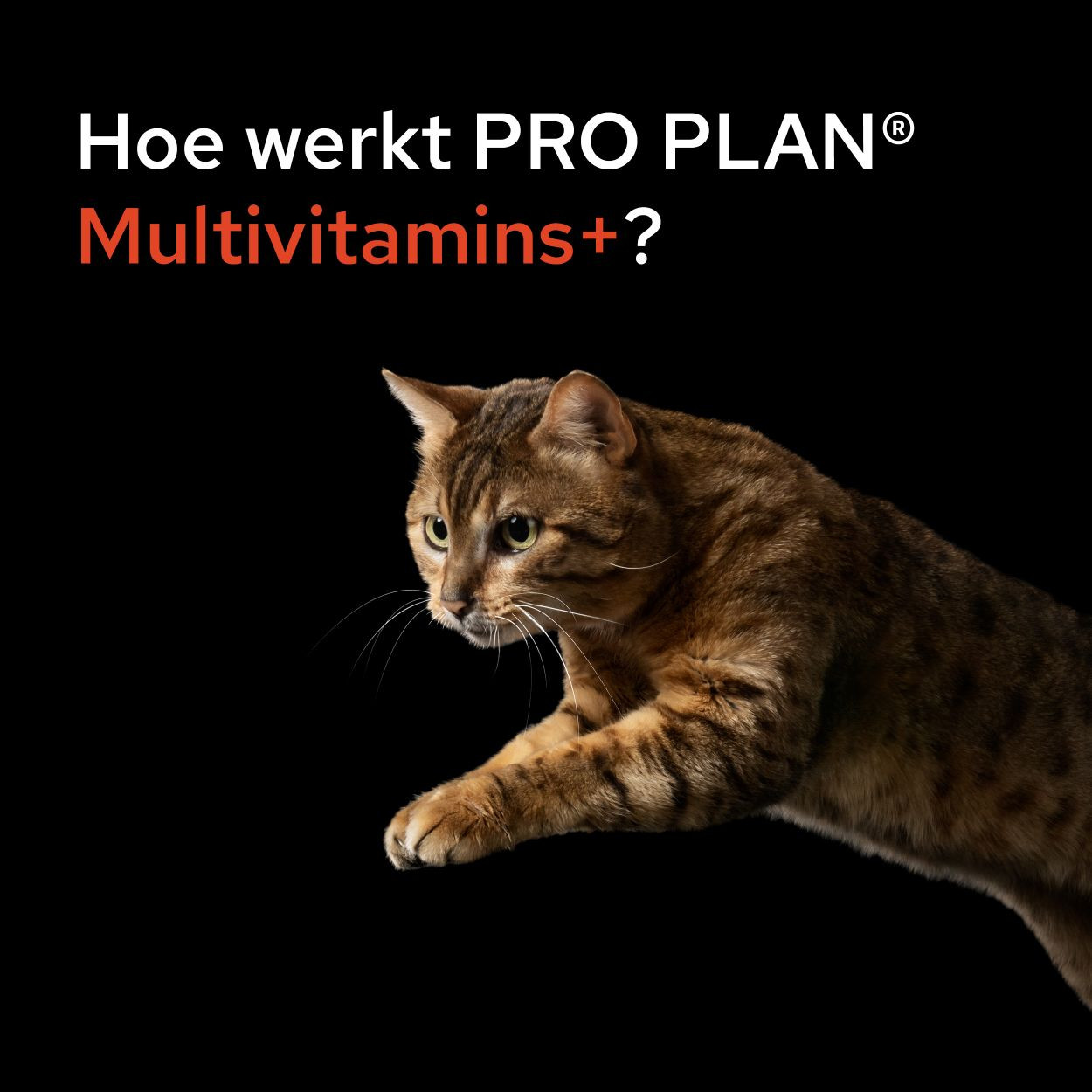 Purina Pro Plan Multivitamine voor katten (poeder 60 g)