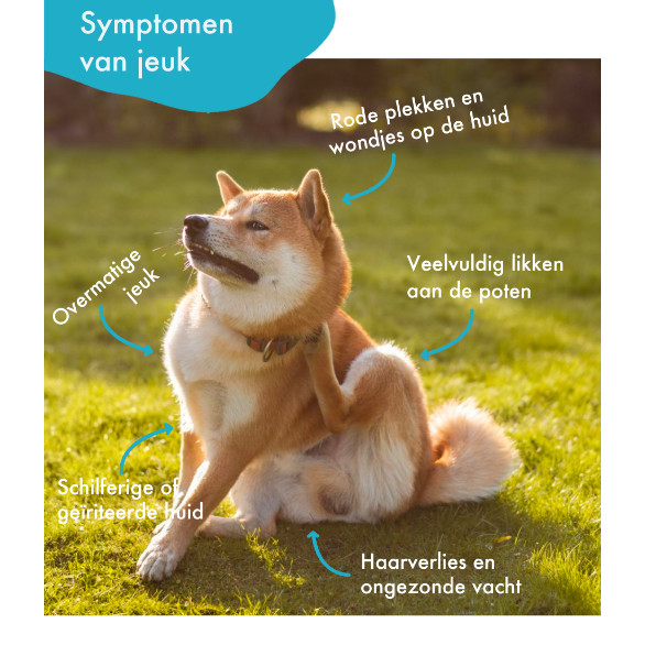 FestyBites Anti-jeuk Vleesvrij probiotica / supplement hond