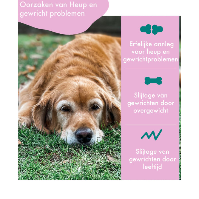 FestyBites Heup & Gewricht supplement hond