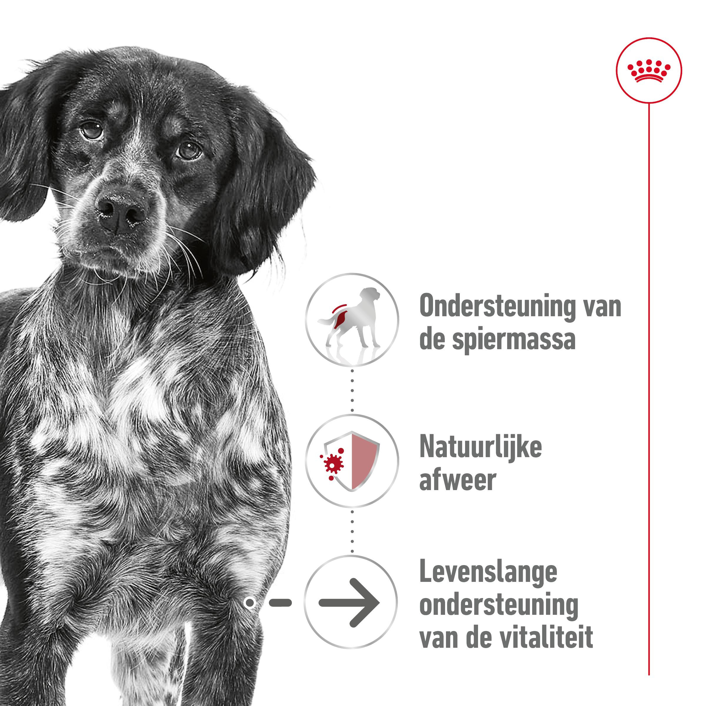 Royal Canin Medium Ageing 12+ natvoer