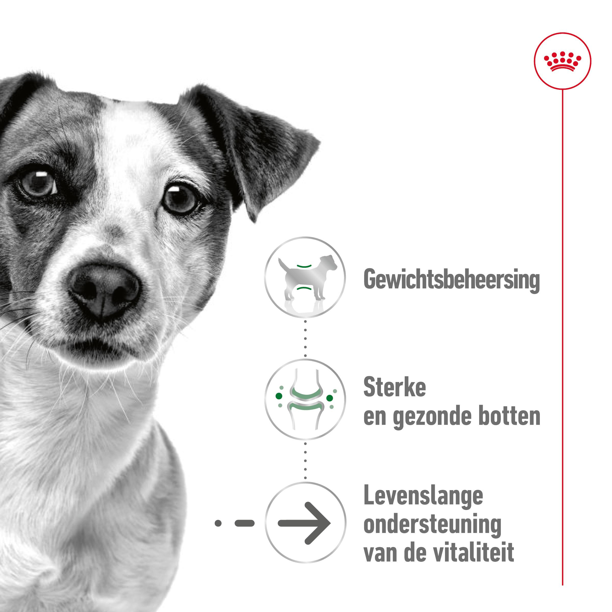 Royal Canin Mini Ageing 12+ natvoer