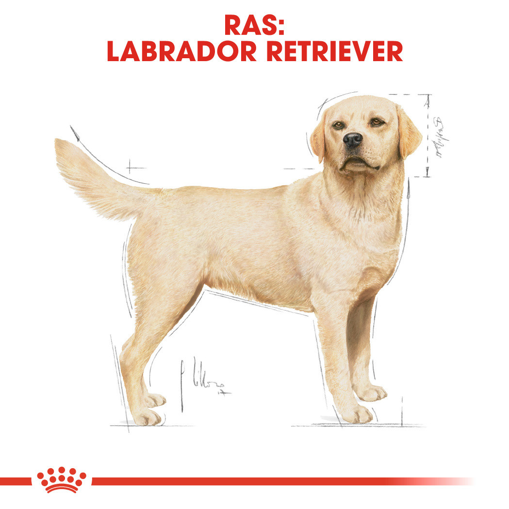 Royal Canin Adult Labrador Retriever hondenvoer